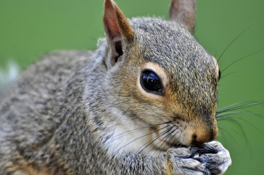 Playlist | Songs for Serenading the Campus Squirrels