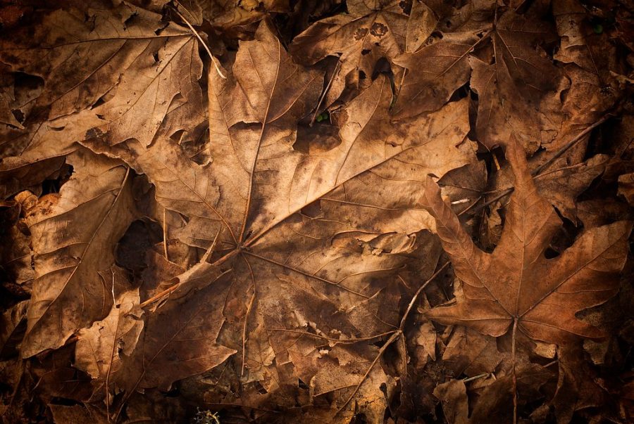teXture+-+Dead+Leaves+by+photonate.com+is+licensed+under+CC+BY+2.0.
