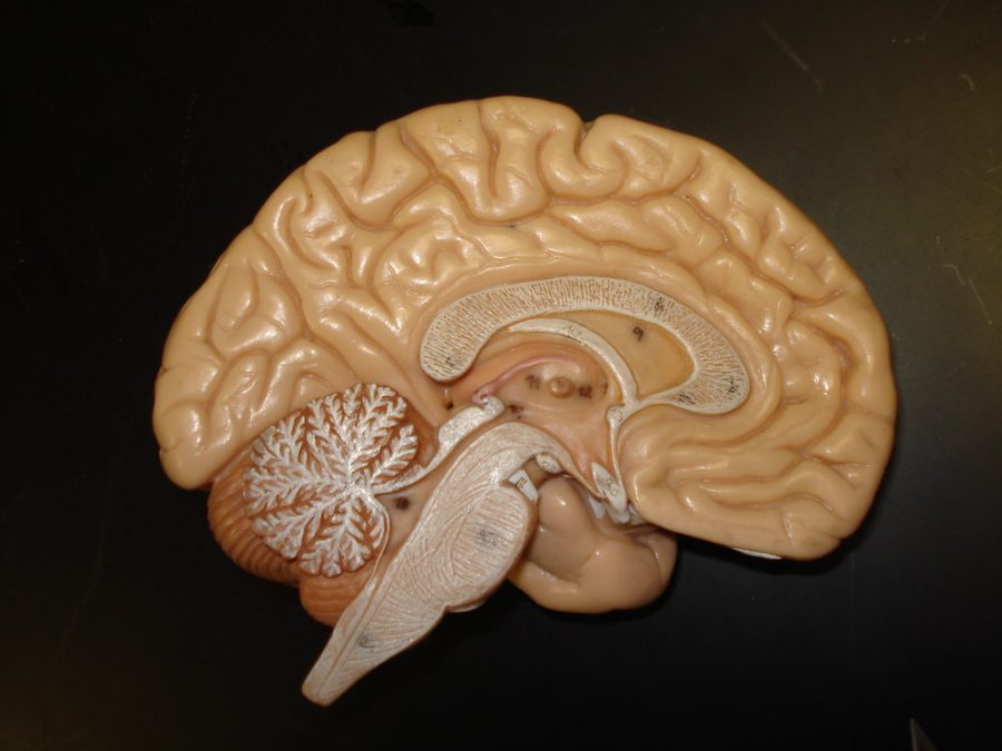 Brain Model by biologycorner is licensed under CC BY-NC 2.0.